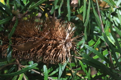 Banksia collina