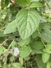 Mentha