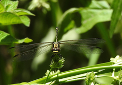 Austrogomphus amphiclitus