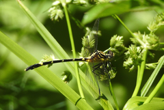 Austrogomphus amphiclitus
