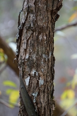 Quercus muehlenbergii