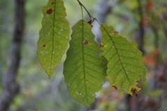 Quercus muehlenbergii