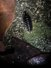 Lamprigera taimoshana