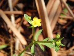 Ranunculus multifidus
