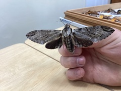 Psilogramma casuarinae