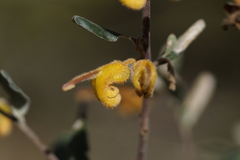Grevillea chrysophaea