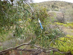 Santalum lanceolatum