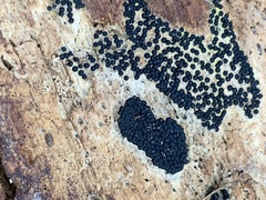 Rosellinia subiculata