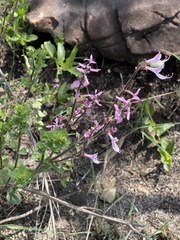 Syncolostemon transvaalensis