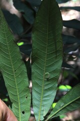 Austrosteenisia glabristyla