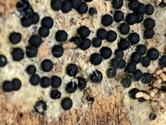 Rosellinia subiculata