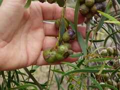 Santalum lanceolatum
