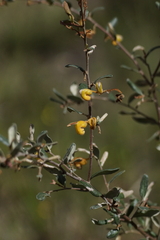 Grevillea chrysophaea