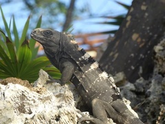 Ctenosaura oedirhina