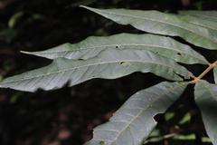 Austrosteenisia glabristyla