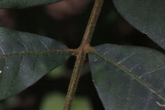 Austrosteenisia glabristyla