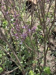 Syncolostemon transvaalensis