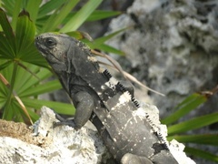 Ctenosaura oedirhina