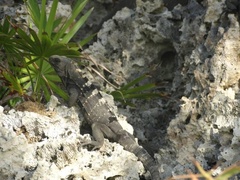 Ctenosaura oedirhina