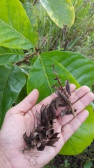 Roupala monosperma