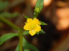 Ranunculus multifidus