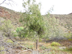 Santalum lanceolatum