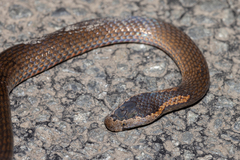 Cacophis squamulosus