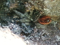 Tliltocatl epicureanus