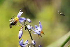 Lipotriches australica