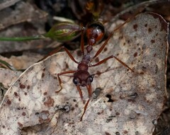 Myrmecia nigriscapa