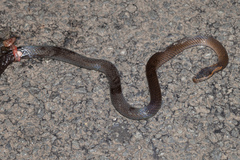 Cacophis squamulosus