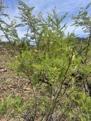 Vachellia davyi