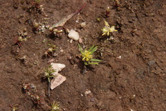 Triptilodiscus pygmaeus