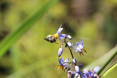 Lipotriches australica