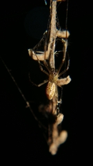 Tetragnathidae