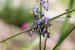 Lipotriches australica