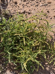 Chamaesaracha coronopus