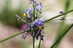 Lipotriches australica