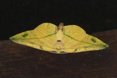 Omiza miliaria
