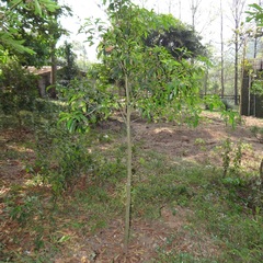 Aspidosperma parvifolium