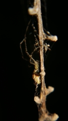 Tetragnathidae