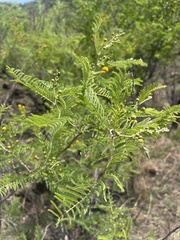 Vachellia davyi