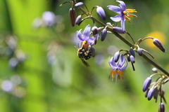 Lipotriches australica