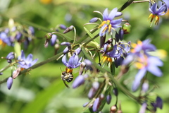 Lipotriches australica