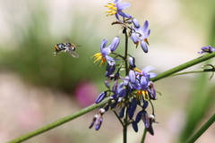 Lipotriches australica