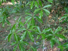 Aspidosperma parvifolium