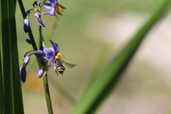 Lipotriches australica