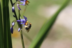 Lipotriches australica