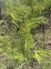 Vachellia davyi