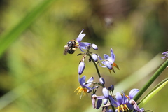 Lipotriches australica